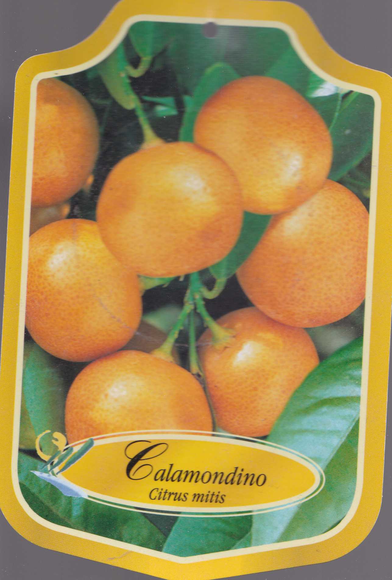 CALAMONDINO905