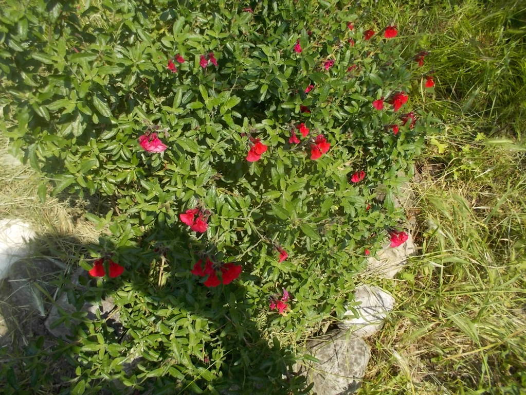 la SALVIA GREGGII (Salvia di Gregg), sulla terrazza del frutteto e dell’orto, giugno 2019 (acquistata a Orticolario, Cernobbio, 6 ottobre 2018)